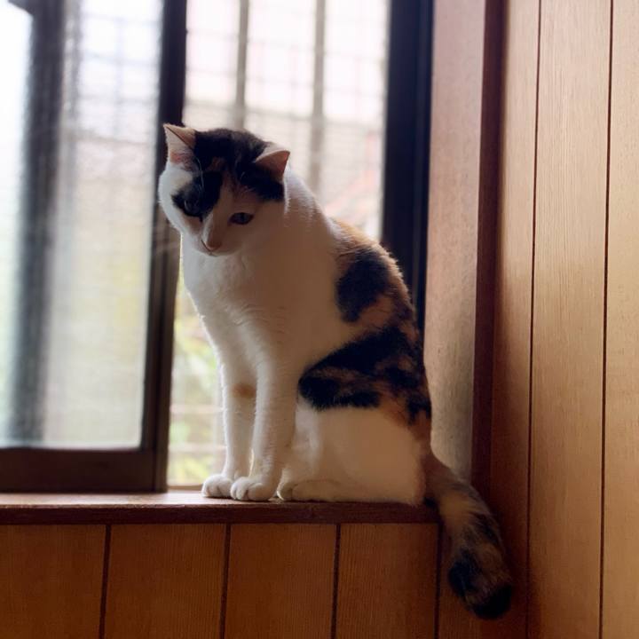 4ed90ef2 68ac 45b4 9aca 16bfc4eb3c40 1597197134788