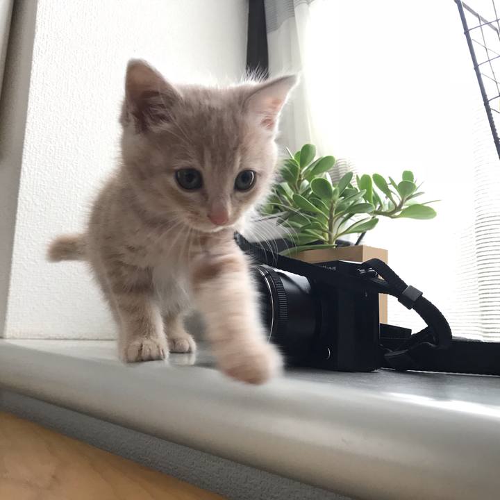 4ed97074 3c5e 4869 9306 b5bc5b4e8d9f 1541311745630