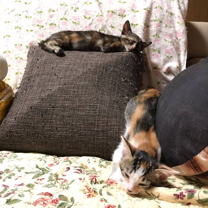 4edb6cff 8610 4231 b128 8dfceee0d5e1 1597578316451