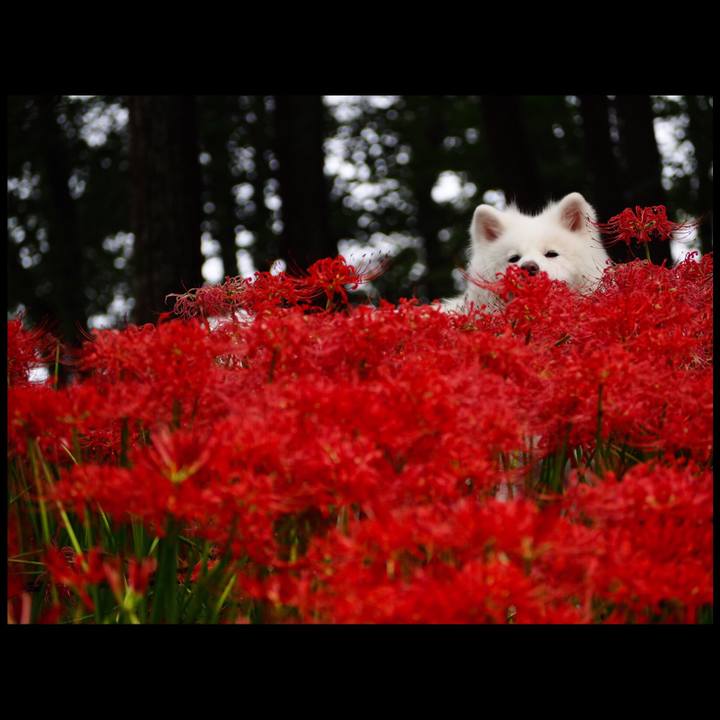 4ee15699 2890 49b5 9364 0c1b3decc494 1537601495561