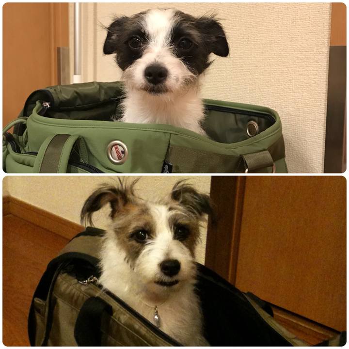 4ee3b7e6 3345 494c 9a68 75a2f7ad6f95 1524752434534