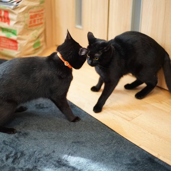 4ee57dd7 e8dd 433a b524 1b4d7df35c43 1522020757568