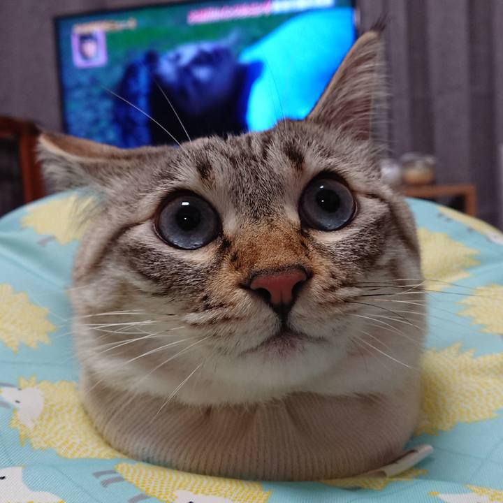 4ee8d4e8 bef1 453a a16c 84c99fc33326 1517314795389