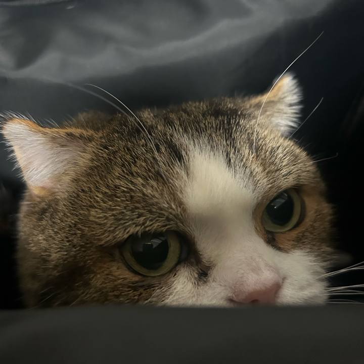 4ee8df29 5ee5 4624 8e97 583adb2bc195 1766523642379