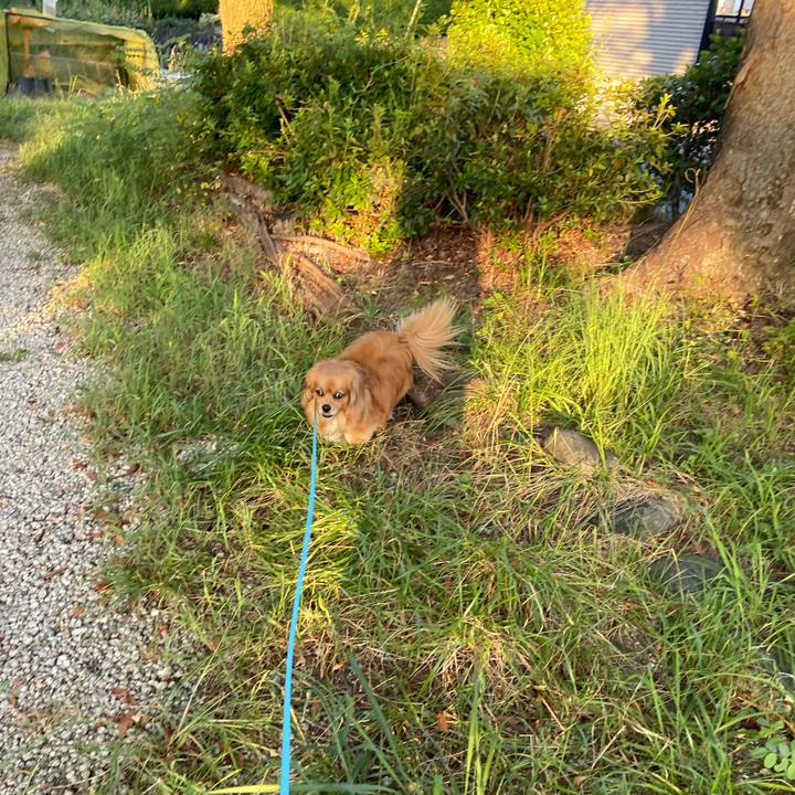 4ee980c2 f602 47e6 8130 582ce22b967c 1597612992999