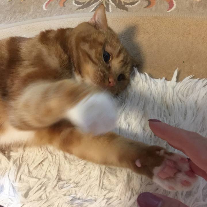 4eea27ba 1986 4177 95e8 66fbc8c37f06 1586256641943