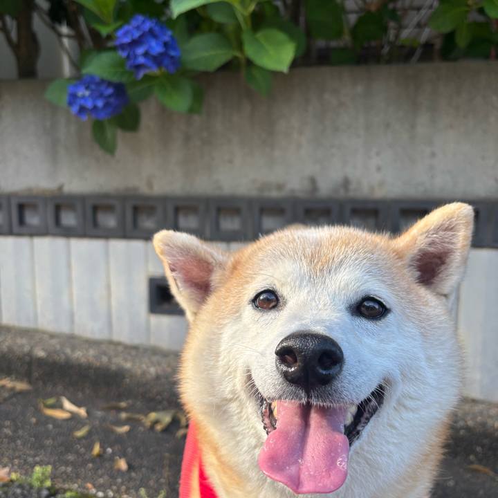 4eebe4b8 2d29 4cd2 b454 3b9598d4a069 1748726835723