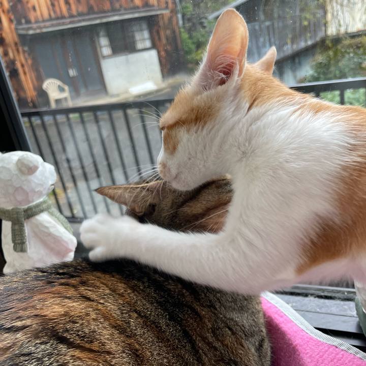 4eee09c8 7da6 46c9 bca5 8999859bb741 1699836071459