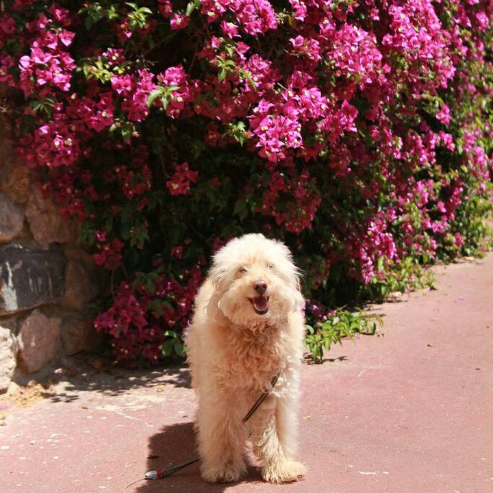 4eef1b89 2633 4b4a b5da fe7b1acf49d7 1589902414051