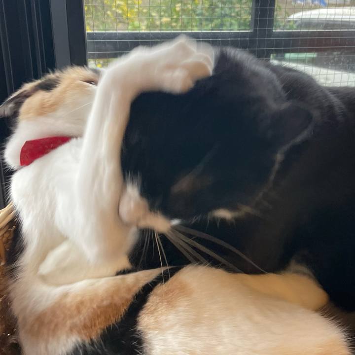 4ef0500b c180 4062 9fca 4e6ce950286e 1712184754309