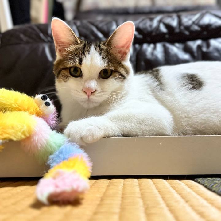 4ef053ed be83 496d 8b06 30b3ade66ad4 1762091624399