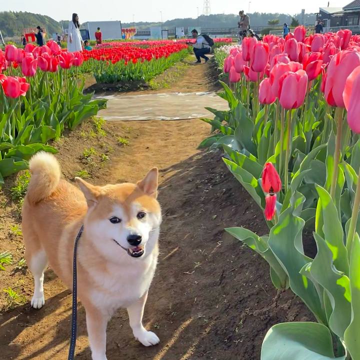 4ef13223 e70a 42ad ba5a 583e53b23834 1617430937163