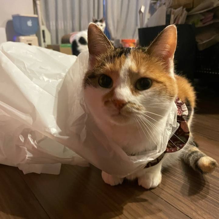 4ef283f7 7a29 4c48 a71b 0d0d218bd48c 1762072542716