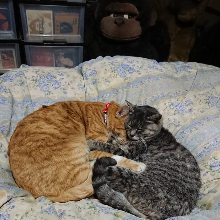 4ef28472 6f24 4bff a687 22082c7a1453 1576415104773