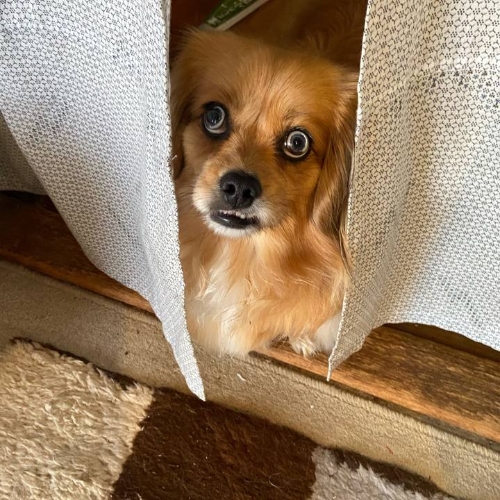 4ef43b60 c774 4293 8ac6 97736573a738 1589925275883