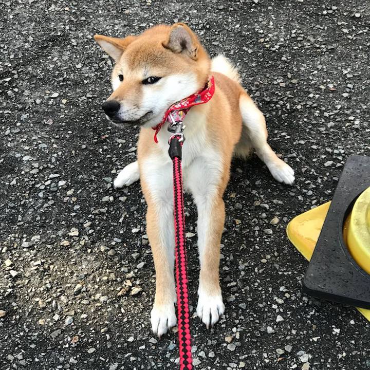 4ef4e6cb a621 456f b4cf 8f24d70488cd 1514980883492