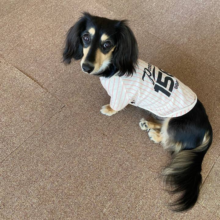 4ef68bb4 e513 4852 aa97 a953dbb5b0ee 1733969808443