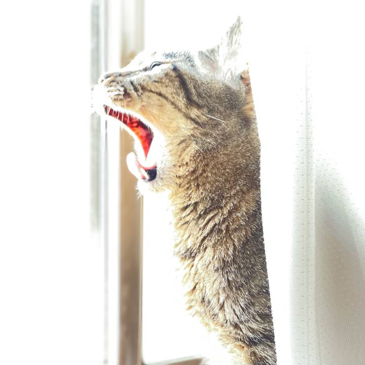 4efaab0a 41d9 4451 a9fd c312c3d1fe87 1626747272283