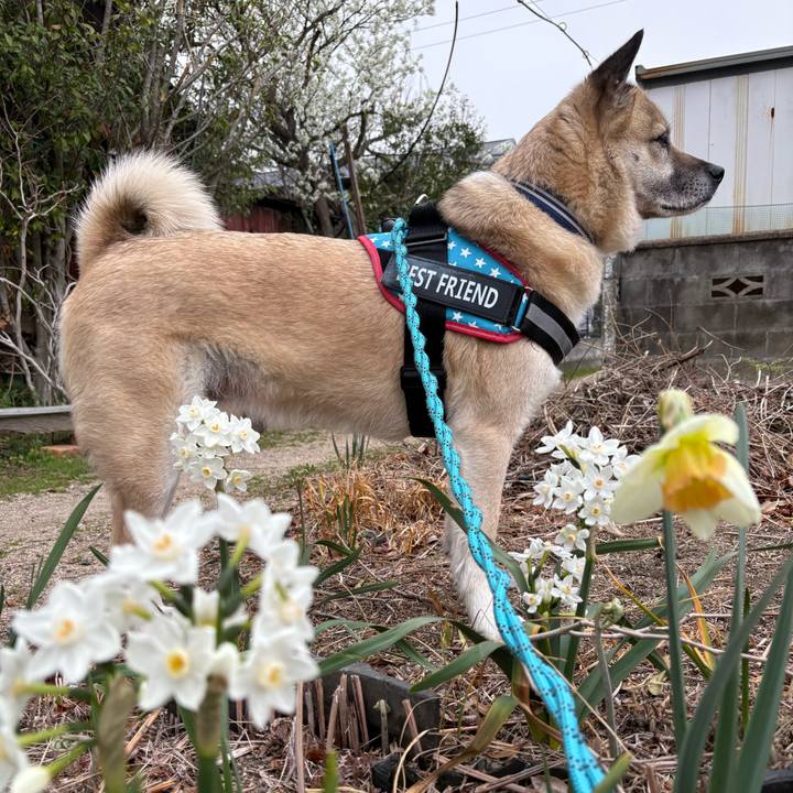 4eff231a d9ac 4c9c a884 4bb219d447ed 1743078151151