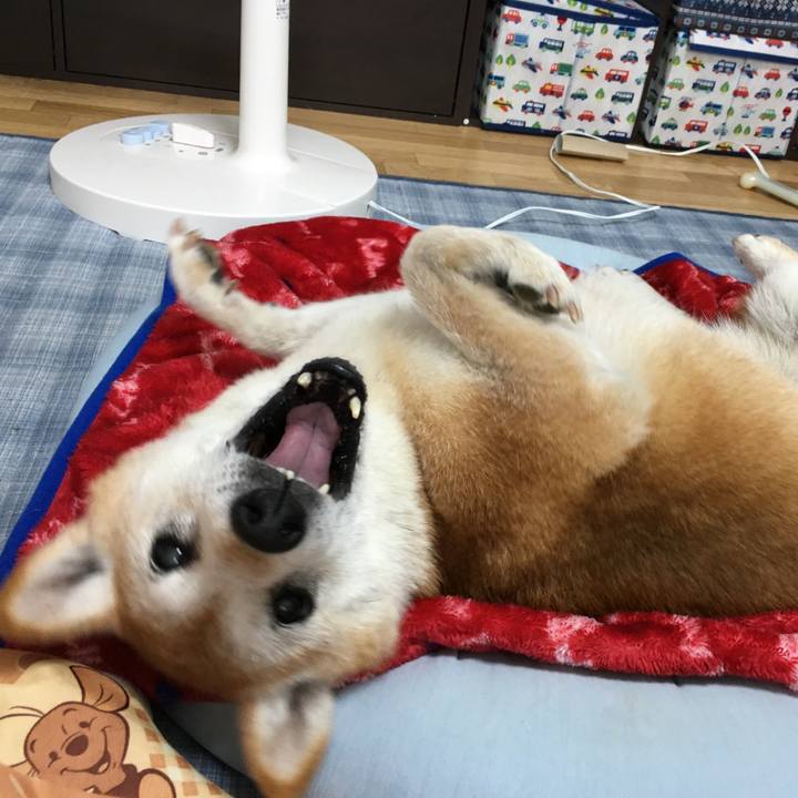 4effa631 6a45 480d a1ee 862ae993300f 1510823595905