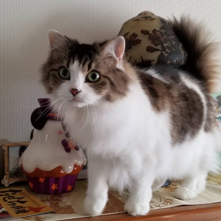 4f01eb40 06d2 4ba4 8e0e 65304edeeef9 1543403719022