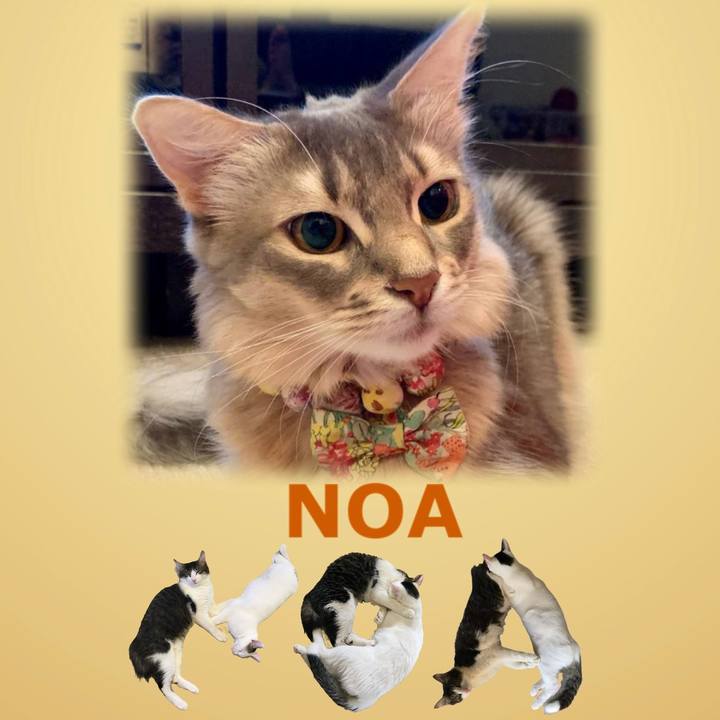 4f0311af 9bcc 440a adcb a43a5ab5eac6 1667826689637