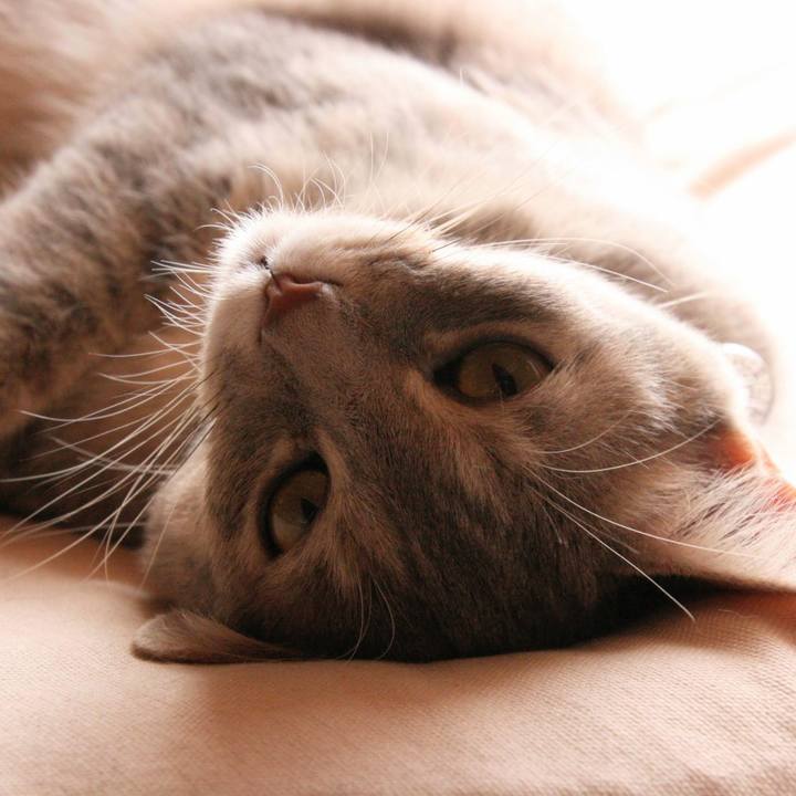 4f051cf6 dbdc 4803 a91e a550eda0326a 1529223597829