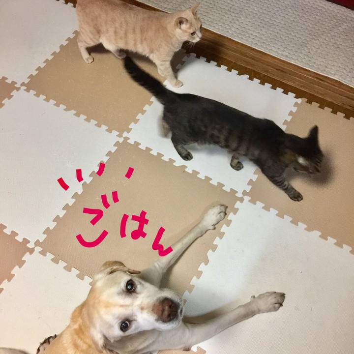 4f0551f4 d4cf 4fcc b77c c35c982bac4c 1553248544069