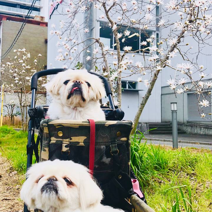 4f061ef5 9cda 41a9 bbe5 a60f51702ad8 1584874718514