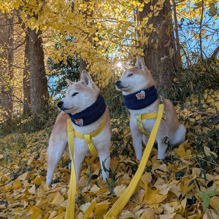 4f06c7c5 5d96 43f1 909c fd7319d187d1 1765074087497