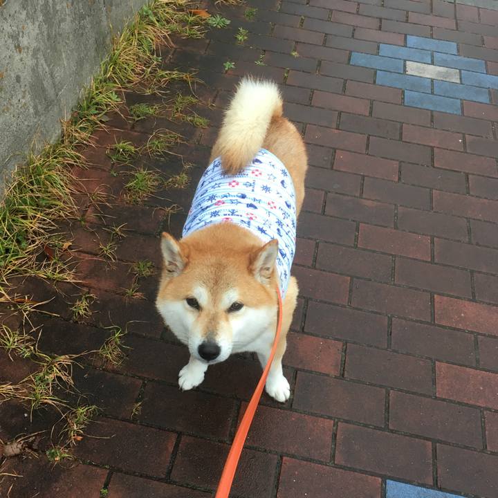 4f08d5c5 eda9 4d5d bccf 10103d1a4c6c 1544059044321