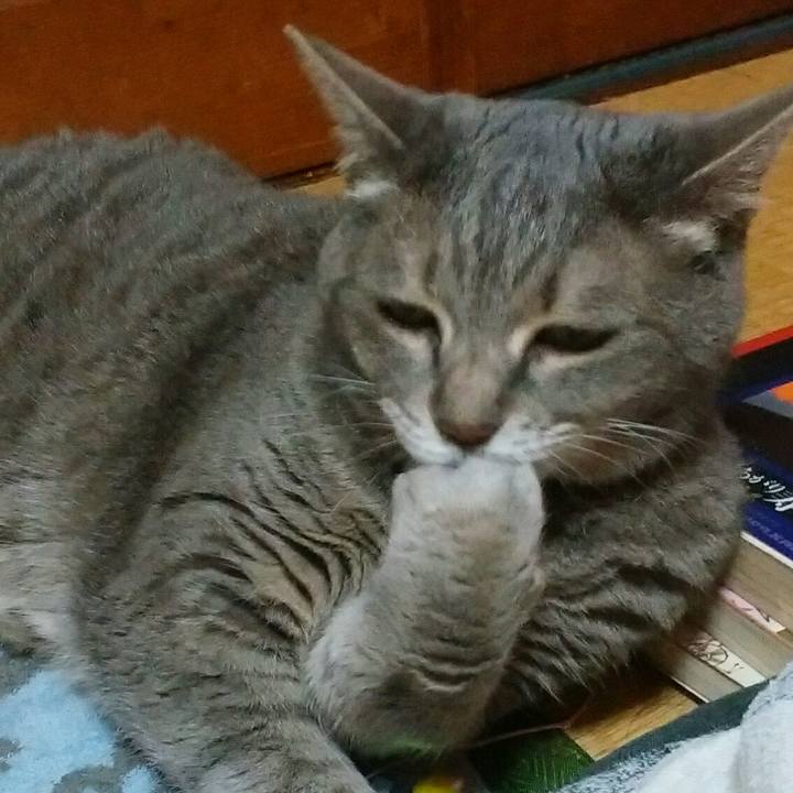 4f0a3c1a ef06 4031 b342 7c068ad6e4d7 1530110225067