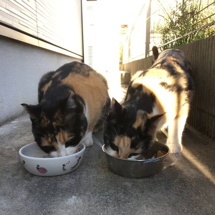 4f0f1c6c e72f 4685 bcec c7981e15a8ac 1510485517910