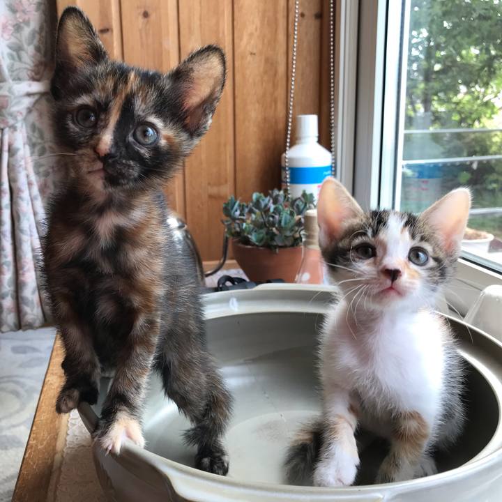 4f0f392b 3fd6 4711 80cc c9363ee107ba 1597003147151