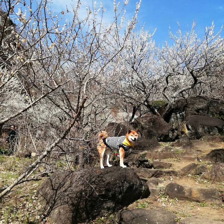 4f0f4ef4 1585 49c3 8411 8cae42c86397 1583056736761