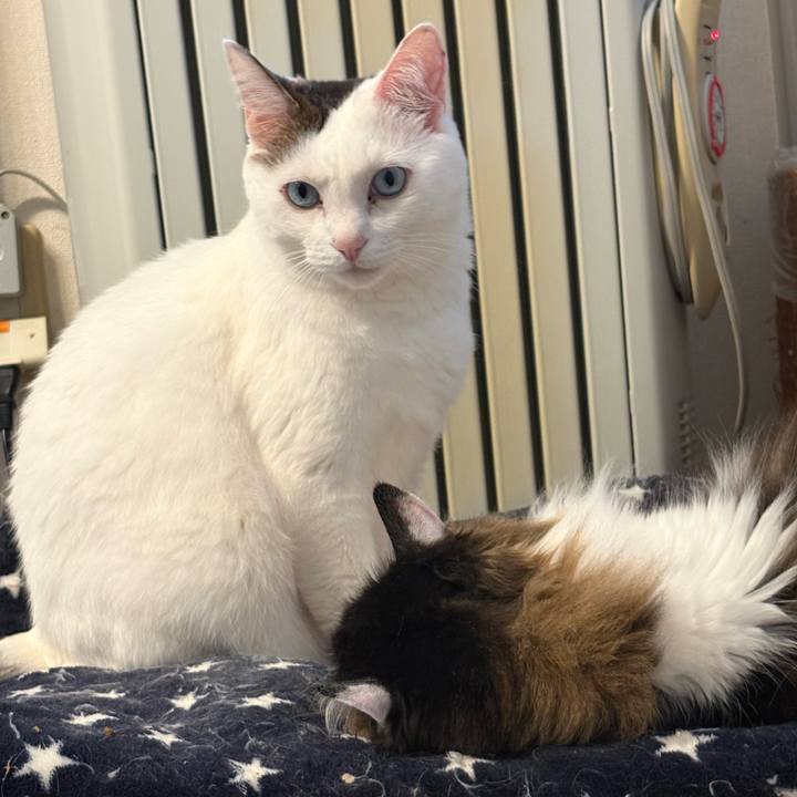 4f10f9cd 1010 4d95 a1f6 f8aee69a273d 1774752371408