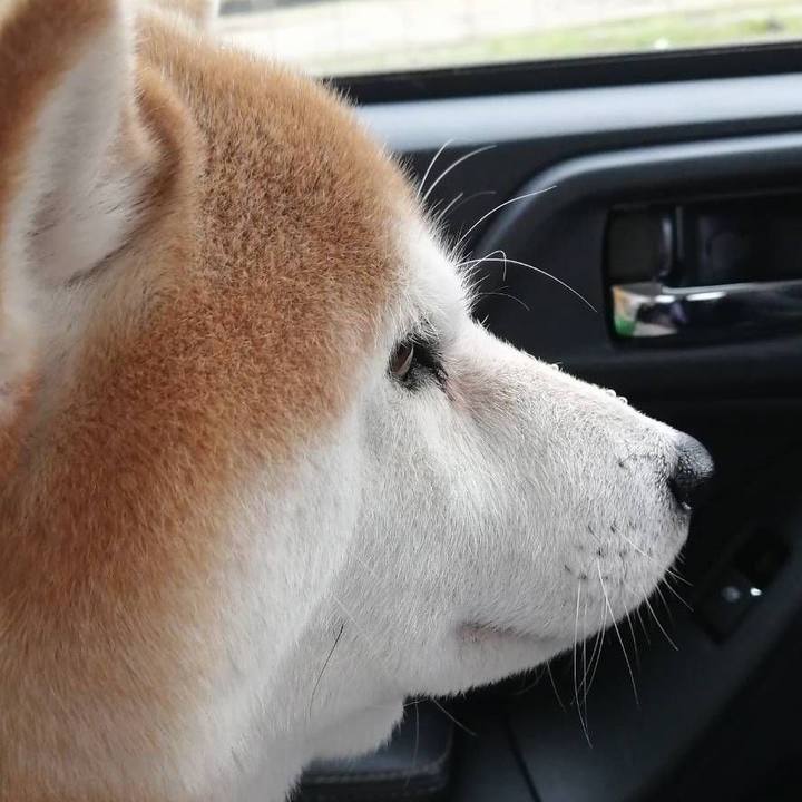 4f11c990 68cf 4067 b39a b352eb4cf206 1587258733025