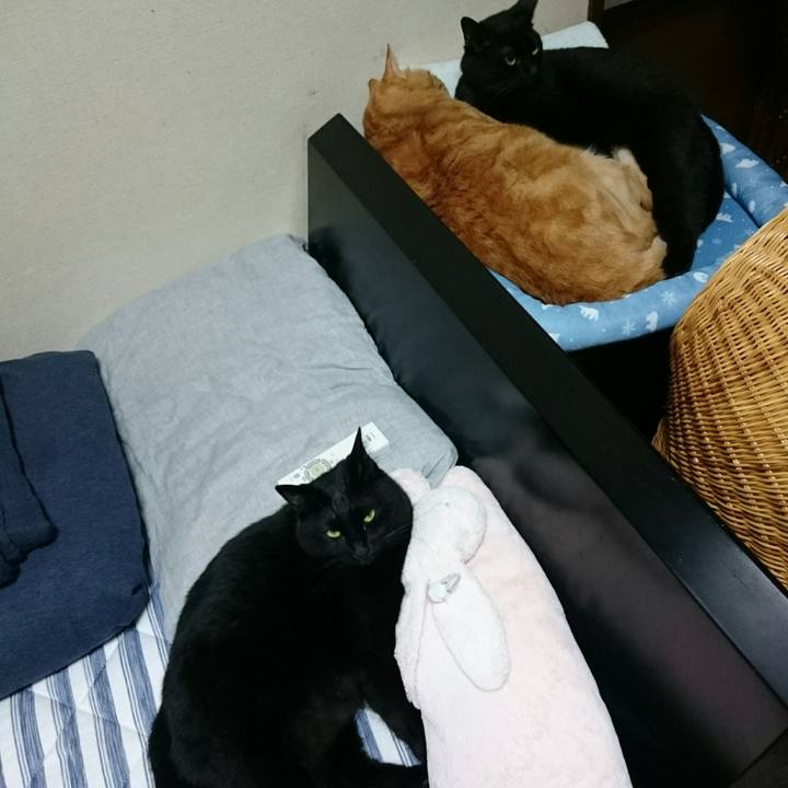 4f11d4a4 2dce 420c 89f6 88ef548c1996 1535794959613