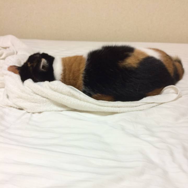 4f1514e6 ecf5 417d 9308 e447e526326e 1596884924851