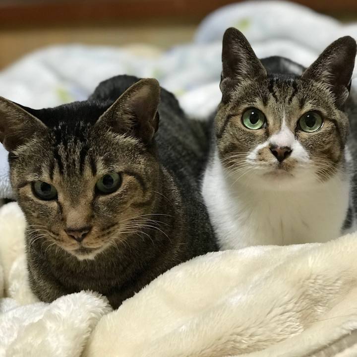 4f15aeb9 ffac 4b06 a43b cabcda83718f 1510967986379