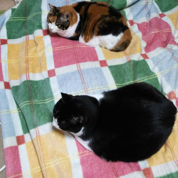 4f17065a b8e8 4570 8dac 012ed7b2078f 1541022693526