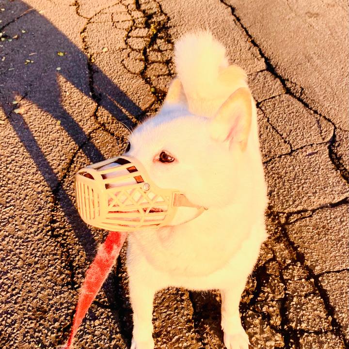 4f171391 41b4 4e1a a4f0 161d6ca3cf7c 1602195752951