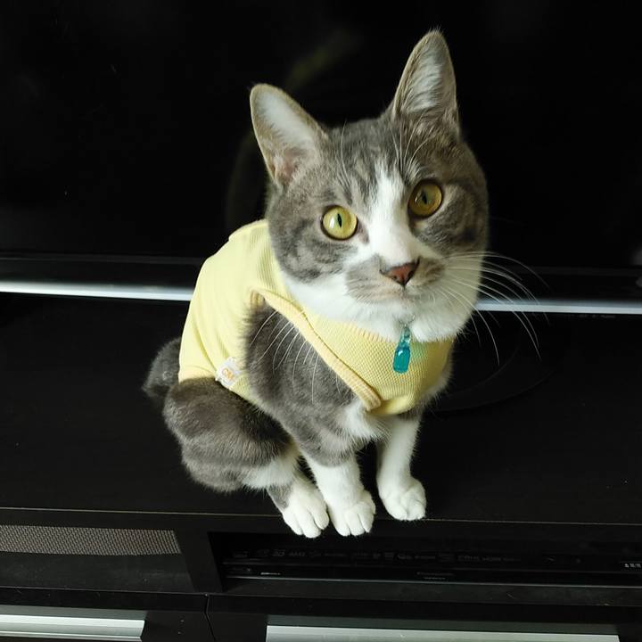 4f1a8e61 1154 4a77 b9ee 968daf9ef796 1585185482316