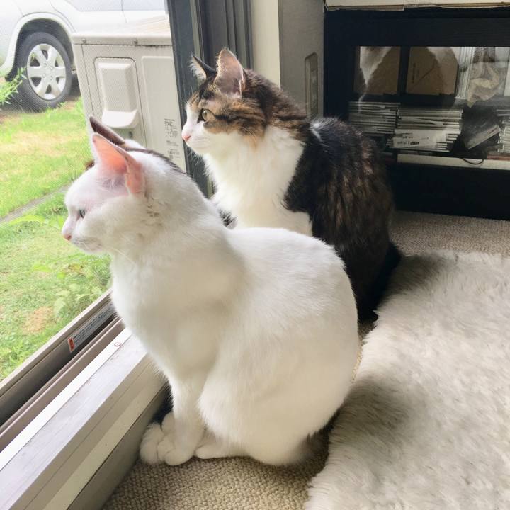 4f1c2935 a7c6 477d 9faf 53a1dea051cd 1526957837567