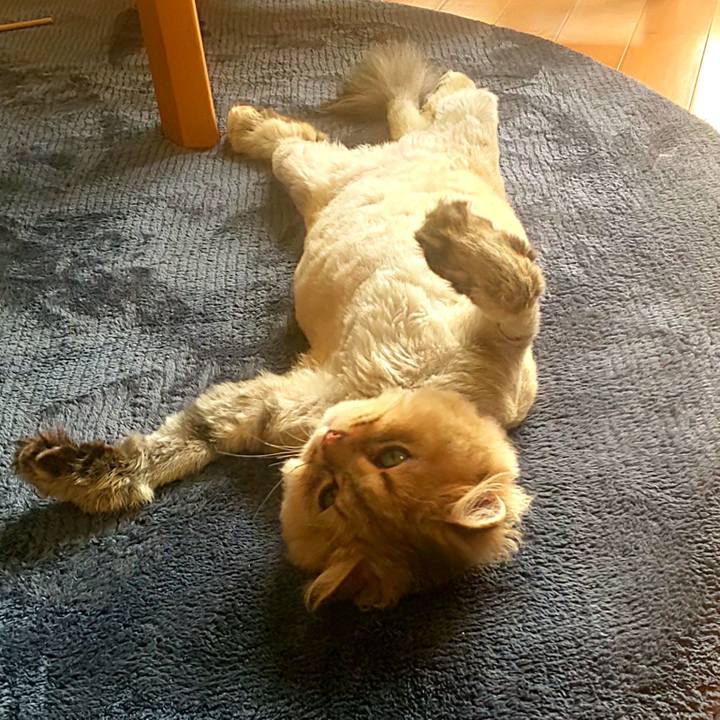 4f207d27 cec4 4585 bbea c45cb755e7d5 1592439692449