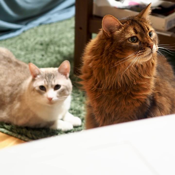 4f22ac9c 64a1 4b5f b4bc 0a6870509e6d 1730951963558