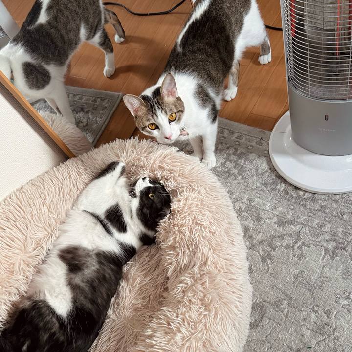 4f23ac29 0d8d 4839 a4fd 9e4d0c5763e8 1770965483857