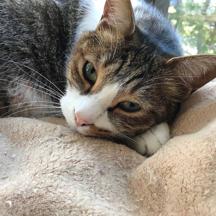 4f257c96 fd44 41cb b17d 453cd2b92712 1514635280898