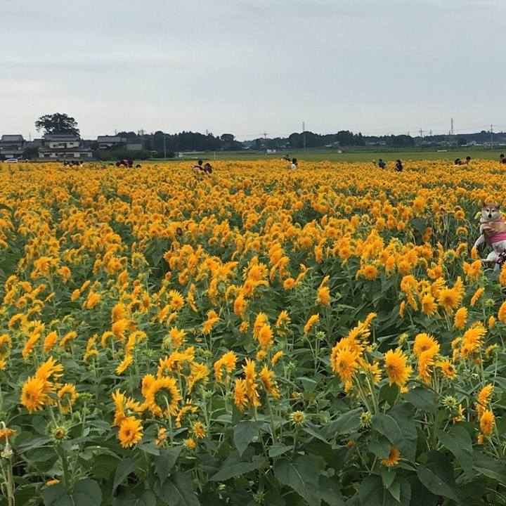 4f293670 f096 4282 92a2 12f65267706e 1567334390741