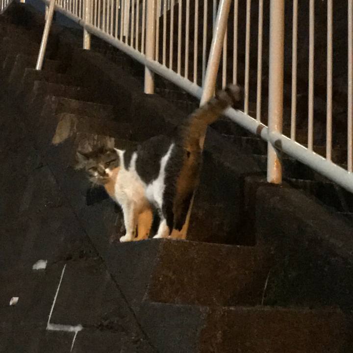 4f2a65be 3318 4211 bde5 6abc06eb9b6e 1553093357451